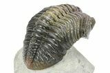 Large, Multi-Toned Pedinopariops Trilobite - Mrakib, Morocco #309218-5